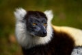 Lemur - close-up face head detail with yellow eye. Black-and-white ruffed lemur, endangered species endemic to Royalty Free Stock Photo