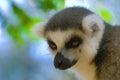 Lemur Close up in Madagascar