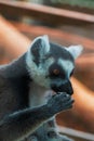 Lemur close-up portrait with blurred background