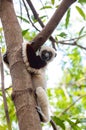 Lemur Coquerel`s sifaka Propithecus coquereli Royalty Free Stock Photo