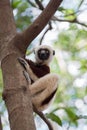 Lemur Coquerel`s sifaka Propithecus coquereli Royalty Free Stock Photo