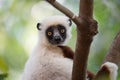 Lemur Coquerel`s sifaka Propithecus coquereli Royalty Free Stock Photo