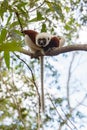 Lemur Coquerel`s sifaka Propithecus coquereli Royalty Free Stock Photo