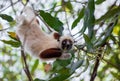 Lemur Coquerel`s sifaka Propithecus coquereli Royalty Free Stock Photo
