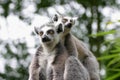 Lemur couple Royalty Free Stock Photo