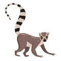 Lemur cute exotical Madagascar monkey animal, ring tailed. Vector illustration cartoon style