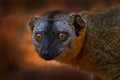 Lemur detail close-up portrait. Red-fronted brown Lemurs, Eulemur fulvus rufus, Kirindy Forest in Madagascar. Grey brown monkey on