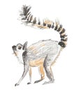 Lemur drawn in oil crayons Royalty Free Stock Photo