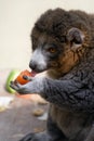 Lemur Eating Royalty Free Stock Photo