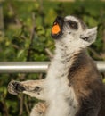 Lemur eating carrot, Athens, Greece Royalty Free Stock Photo