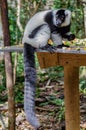 The Lemur Eating