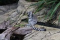 Lemur eating foliage sitting on a rock