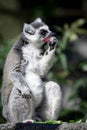 Lemur eating fruit