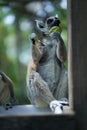 Lemur eating a leaf