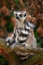 Lemur face, close-up portrait of Madagascar monkey.  Ring-tailed Lemur, Lemur catta, with green clear background. Animal from Royalty Free Stock Photo