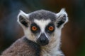 Lemur face, close-up portrait of Madagascar monkey.  Ring-tailed Lemur, Lemur catta, with green clear background. Animal from Royalty Free Stock Photo