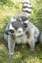 Lemur family Royalty Free Stock Photo