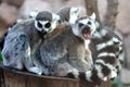 Lemur Family Group Royalty Free Stock Photo