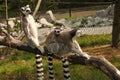 Lemur family Royalty Free Stock Photo