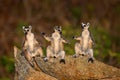 Lemur family. Madagascar wildlife, Ring-tailed Lemur, Lemur catta family, sunbathing on rock. Animal from Madagascar, Africa, Royalty Free Stock Photo