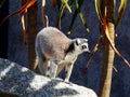 Lemur fixated on something Royalty Free Stock Photo
