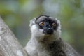 Lemur in the foreground. Madagascar forest Royalty Free Stock Photo
