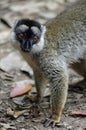 Lemur in the foreground. Madagascar forest Royalty Free Stock Photo