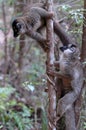 Lemur in the foreground. Madagascar forest Royalty Free Stock Photo