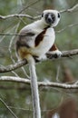 Lemur in the foreground. Madagascar forest Royalty Free Stock Photo
