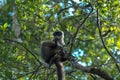 Lemur in the foreground. Madagascar forest Royalty Free Stock Photo