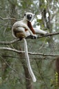 Lemur in the foreground. Madagascar forest Royalty Free Stock Photo