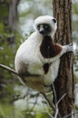 Lemur in the foreground. Madagascar forest Royalty Free Stock Photo