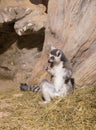 Lemur funny animal mammal Madagascar