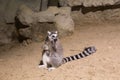 Lemur funny animal mammal Madagascar