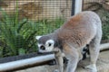 lemur furry and inquisitive