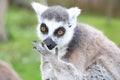 A lemur Royalty Free Stock Photo