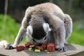 A lemur Royalty Free Stock Photo