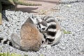 lemur are grooming Royalty Free Stock Photo