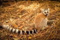 Lemur on the ground