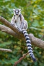 Ring-tailed Lemur Royalty Free Stock Photo