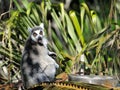 Lemur Hates Its Food