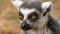 Lemur head portrait half frontal