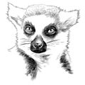 Lemur head sketch vector