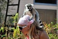 Lemur on the head