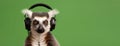 Lemur in headphones on a green background. Banner, empty space for text.