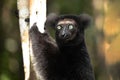 Lemur Indri indri, babakoto largest lemur from Madagascar