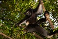 Lemur Indri indri, babakoto largest lemur from Madagascar