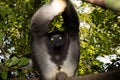 Lemur Indri indri, babakoto largest lemur from Madagascar Royalty Free Stock Photo