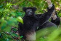 Lemur Indri indri, babakoto largest lemur from Madagascar Royalty Free Stock Photo