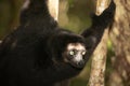 Lemur Indri indri, babakoto largest lemur from Madagascar Royalty Free Stock Photo